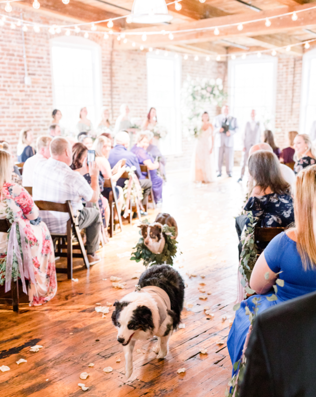 Two dogs walk down the aisle at a wedding ceremony at the Power House at Rocky Mount Mills.